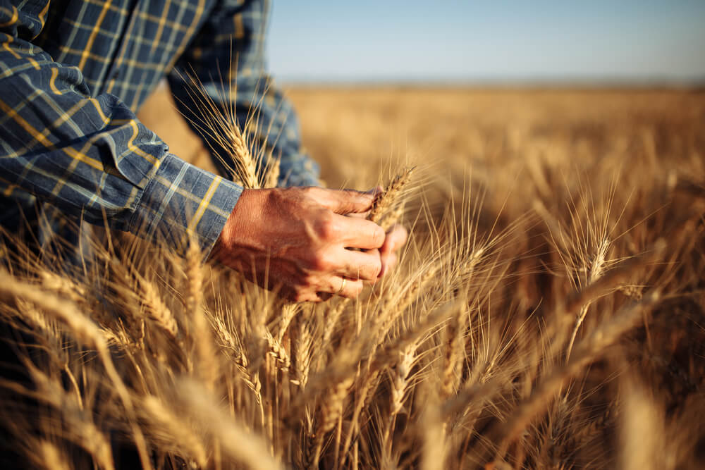DynaZone crop nutrient program