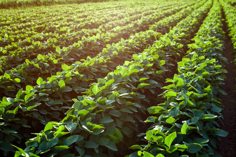 SOAR crop nutrient program