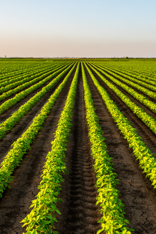 Field of row crops that runs into the horizon