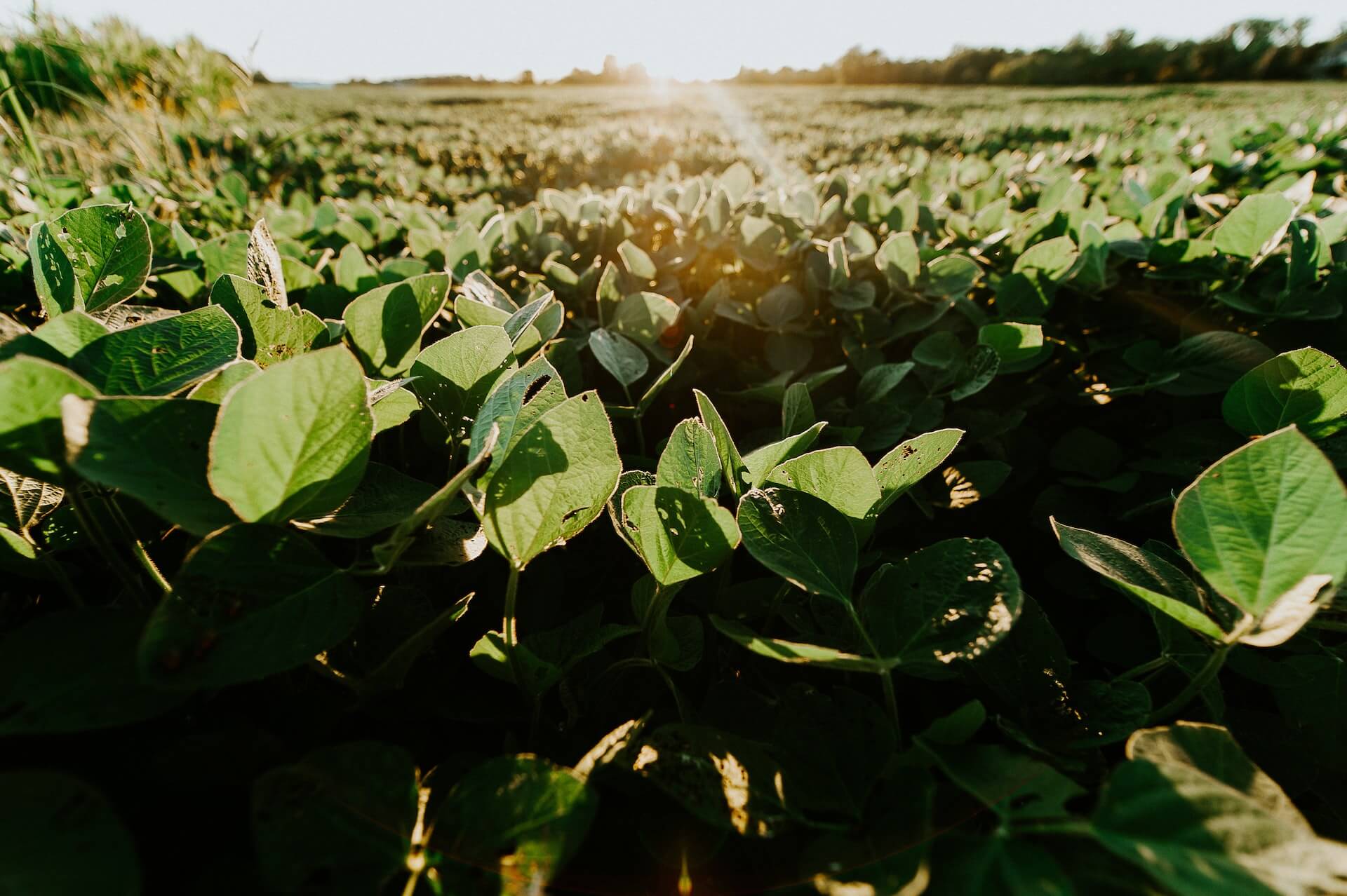Soybean-ch