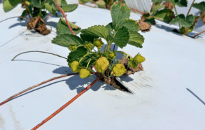 Healthy strawberry transplant with active roots at planting.