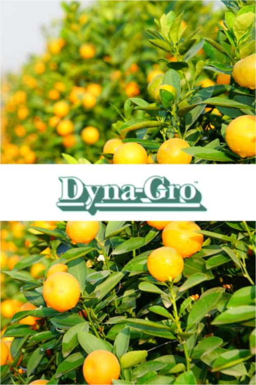 Nurturing Florida Crops with Dyna-Gro: A Sunshine State Solution